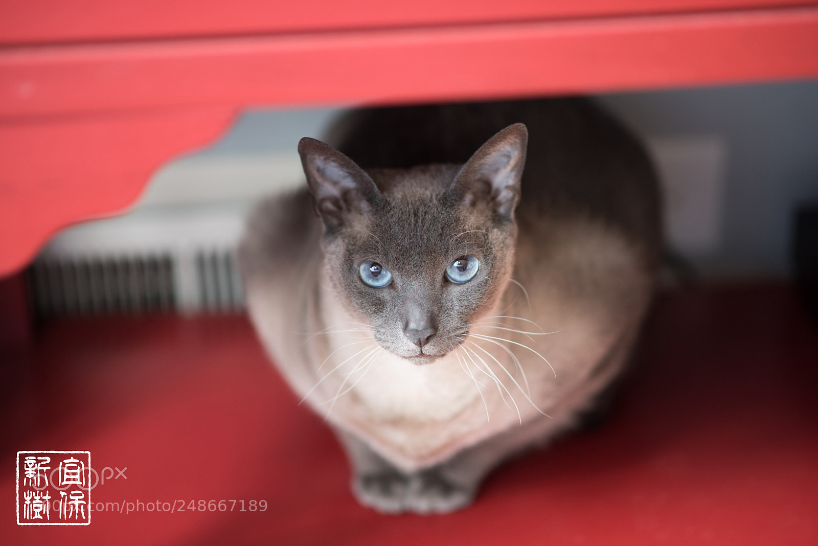Nikon D810 sample photo. Siamese cat photography