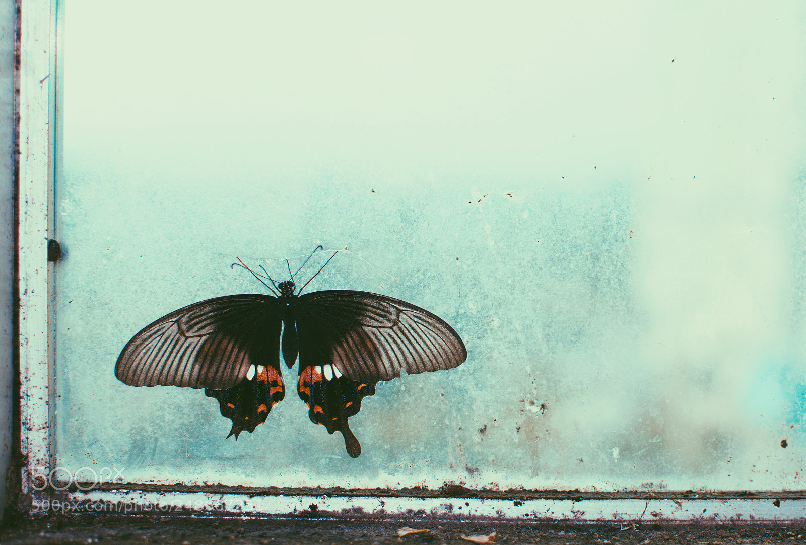 Nikon D7100 sample photo. Butterfly photography