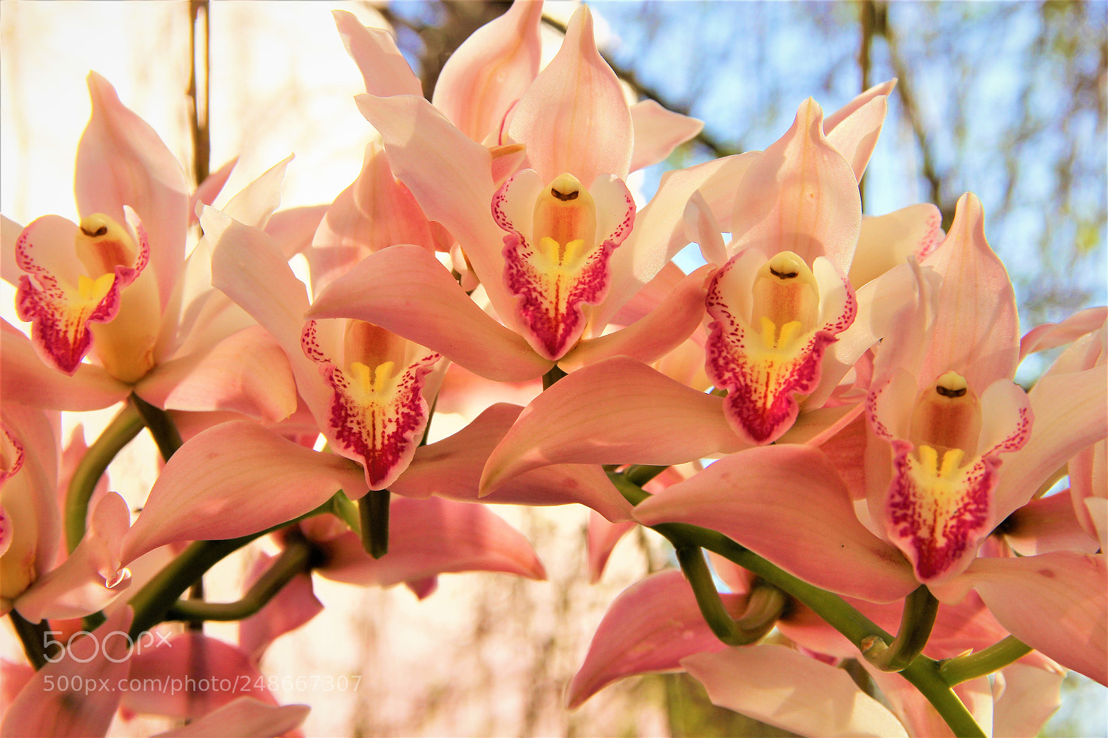 Canon EOS 60D sample photo. Orchid photography