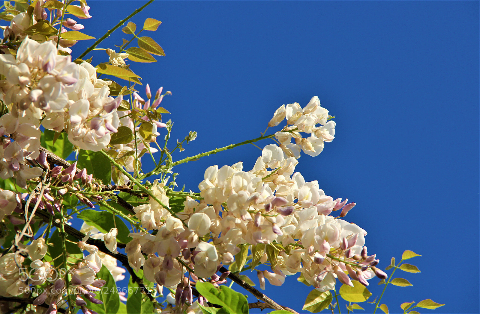 Canon EOS 60D sample photo. Wisteria photography