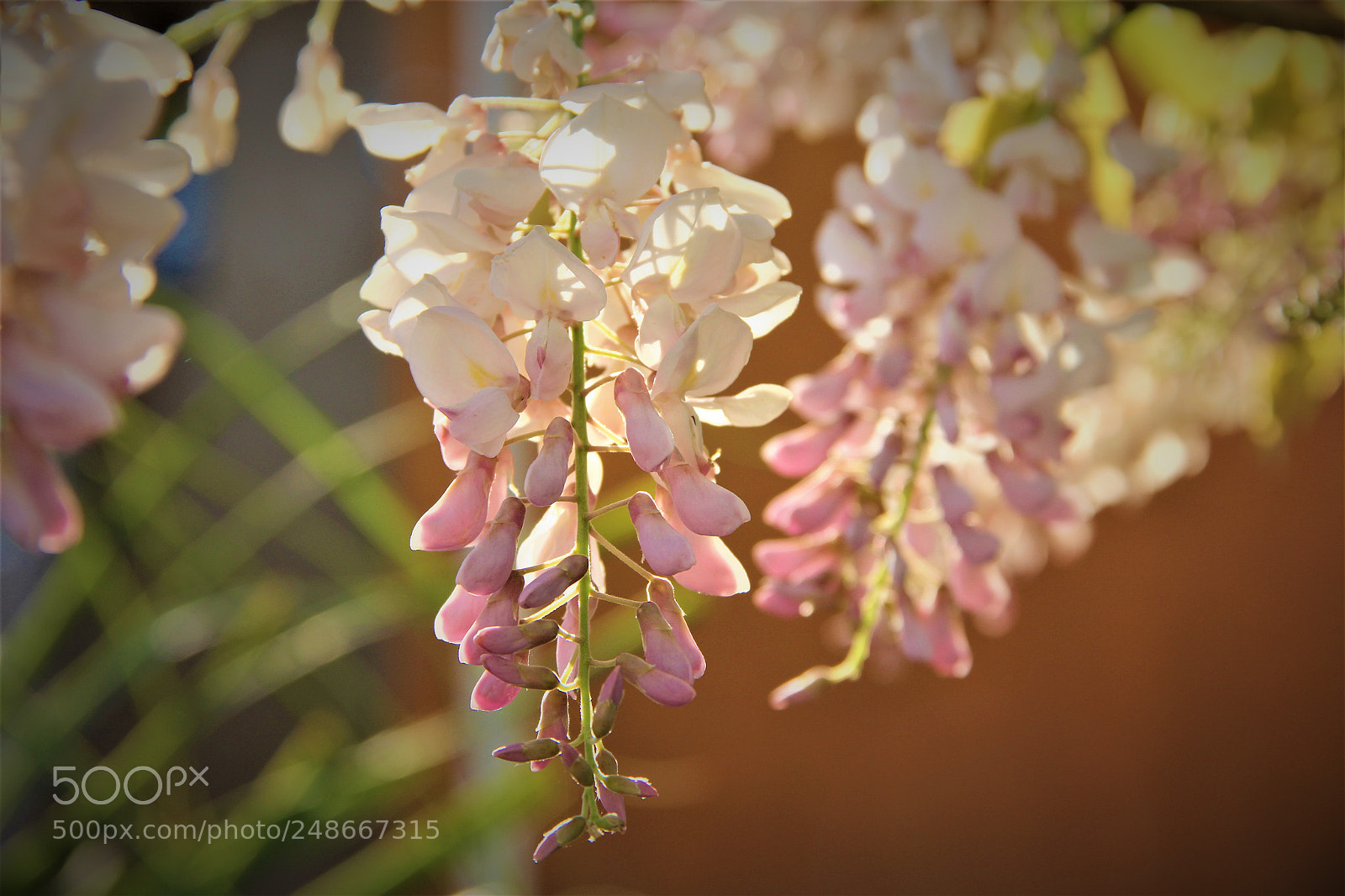 Canon EOS 60D sample photo. Wisteria sinensis photography