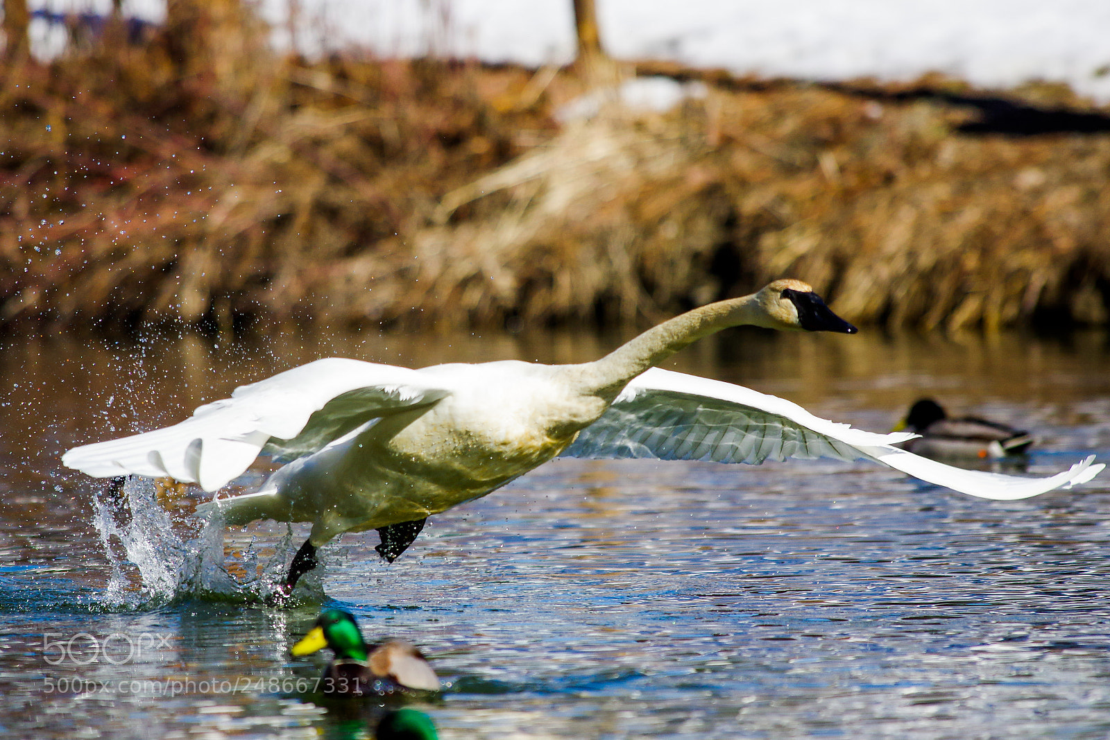Pentax K-3 sample photo. Untitled photography