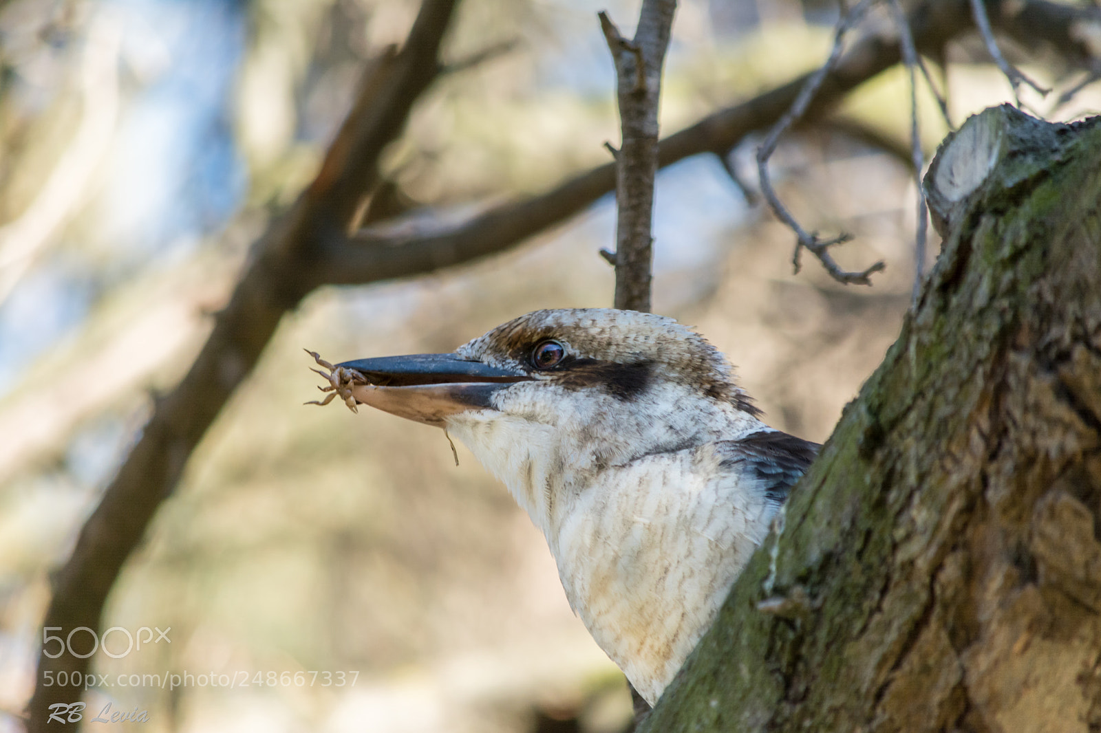Nikon D5200 sample photo. Kookaburra eating scorpion photography