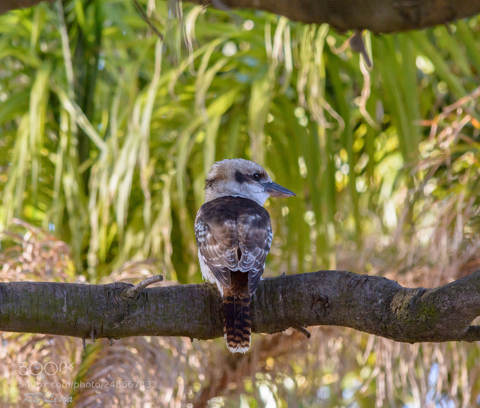 Nikon D5200 sample photo. Kookaburra photography