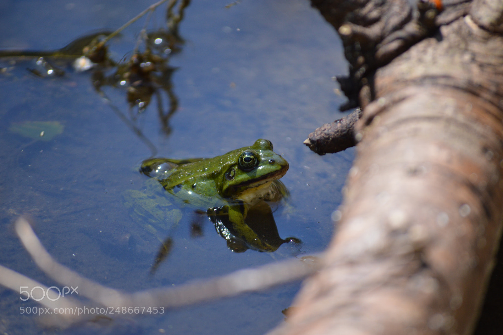 Nikon D3200 sample photo. Frog photography