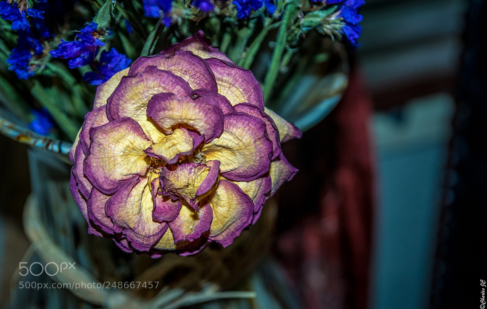 Nikon D5300 sample photo. A flower for you photography