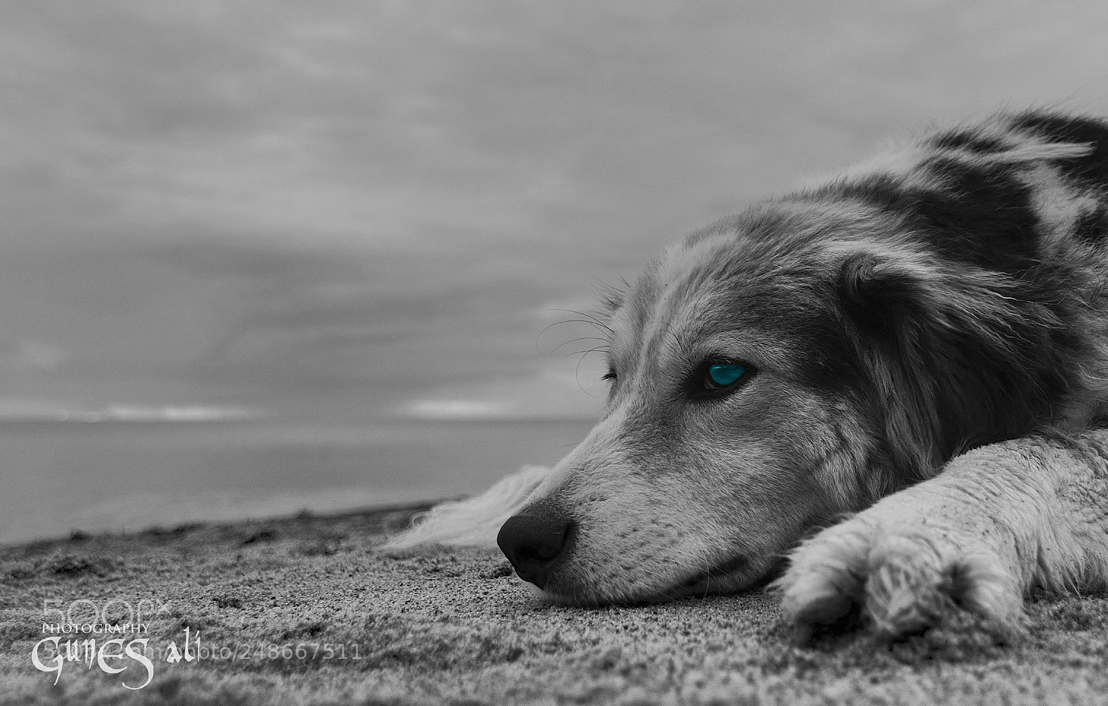 Nikon D7100 sample photo. Dost photography