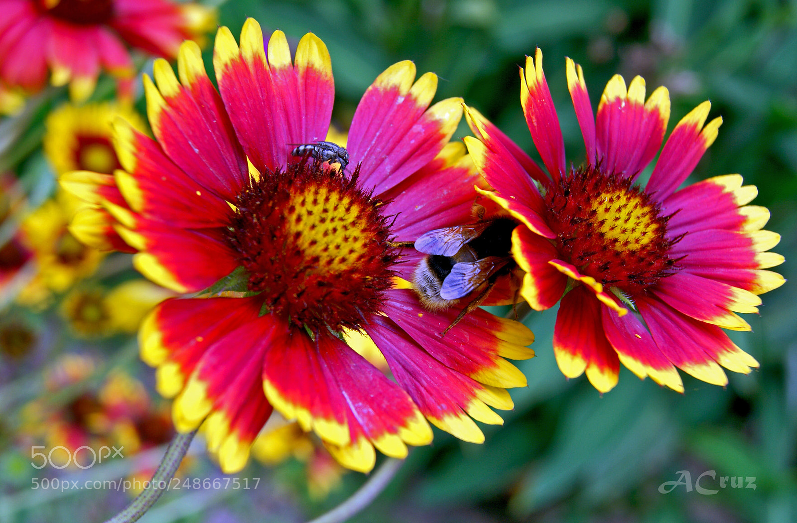 Sony Alpha DSLR-A230 sample photo. Double daisy photography
