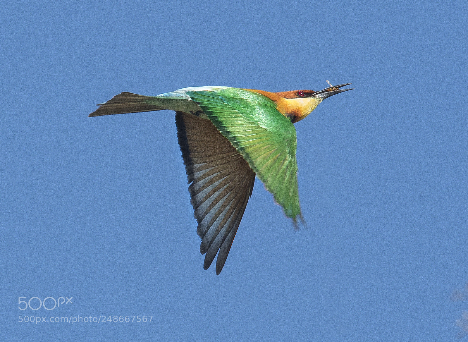 Nikon D500 sample photo. Chestnut headed bee eater photography