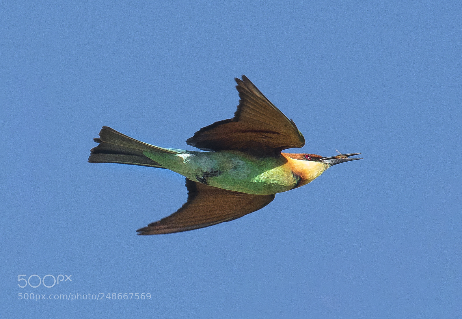 Nikon D500 sample photo. Chestnut headed bee eater photography