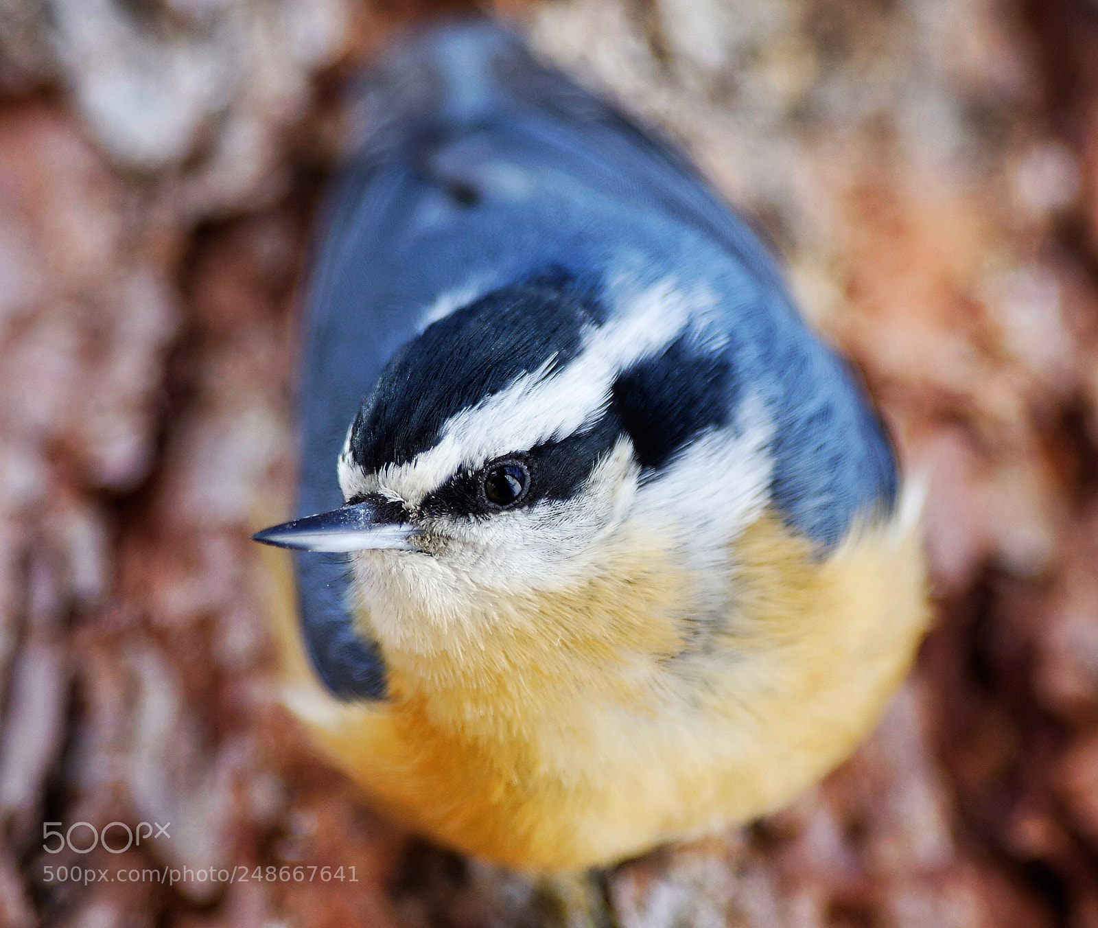 Pentax K-3 sample photo. Untitled photography
