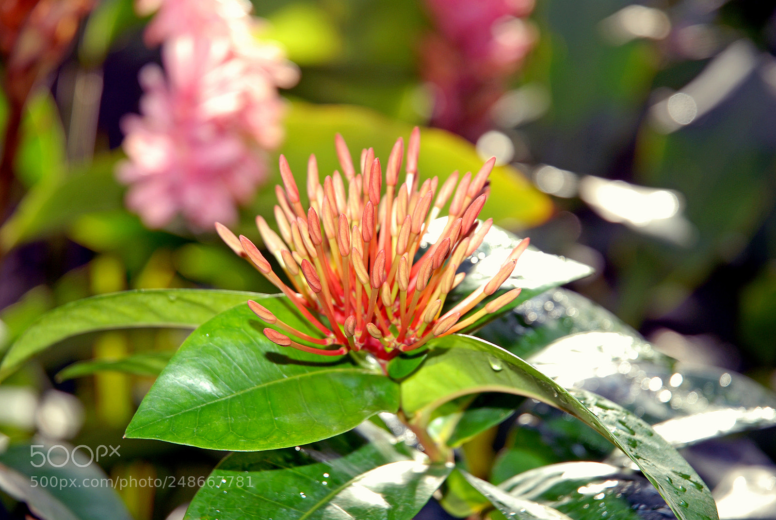 Nikon D200 sample photo. Butterfly snack photography