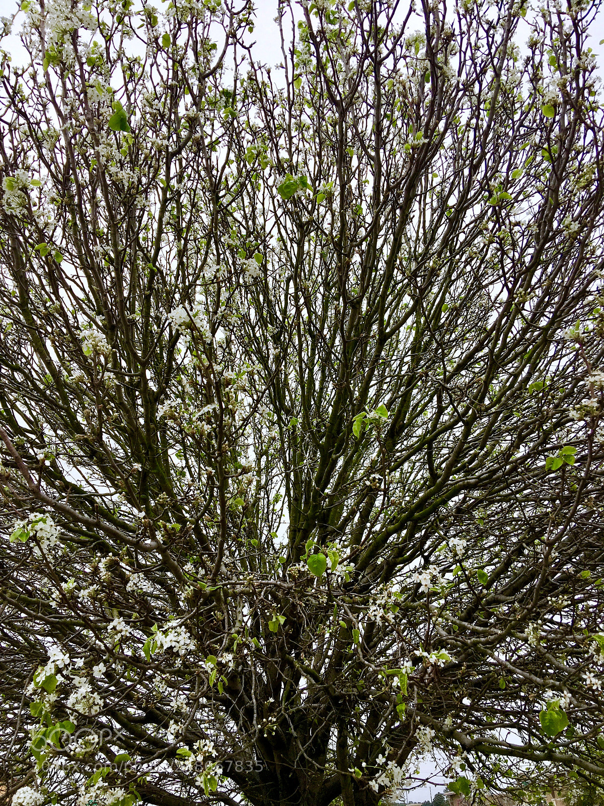 Apple iPhone 6s Plus sample photo. Untitled photography