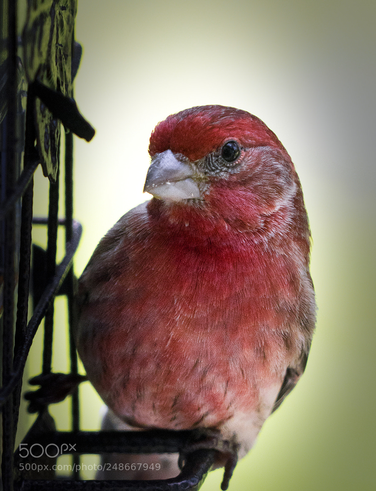 Sony a7R III sample photo. Purple finch photography