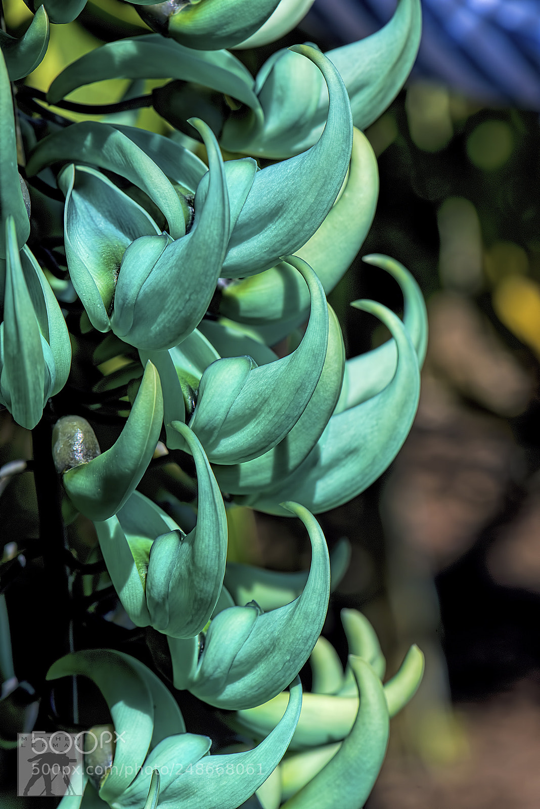 Nikon D800E sample photo. Jade vine flowers  1666 photography