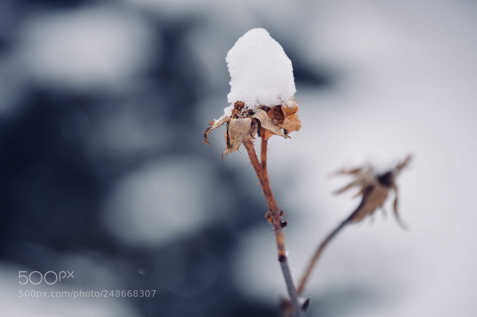 Nikon D3200 sample photo. “white flower” photography