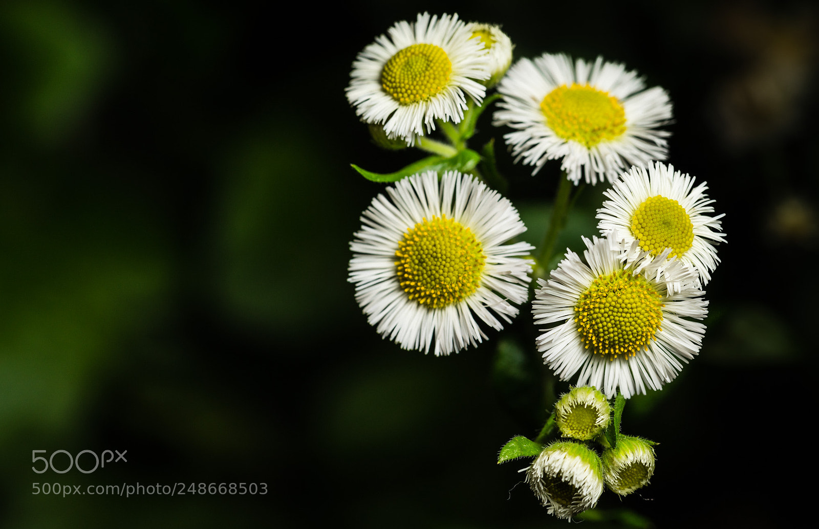 Sony a7R III sample photo. Harmony photography