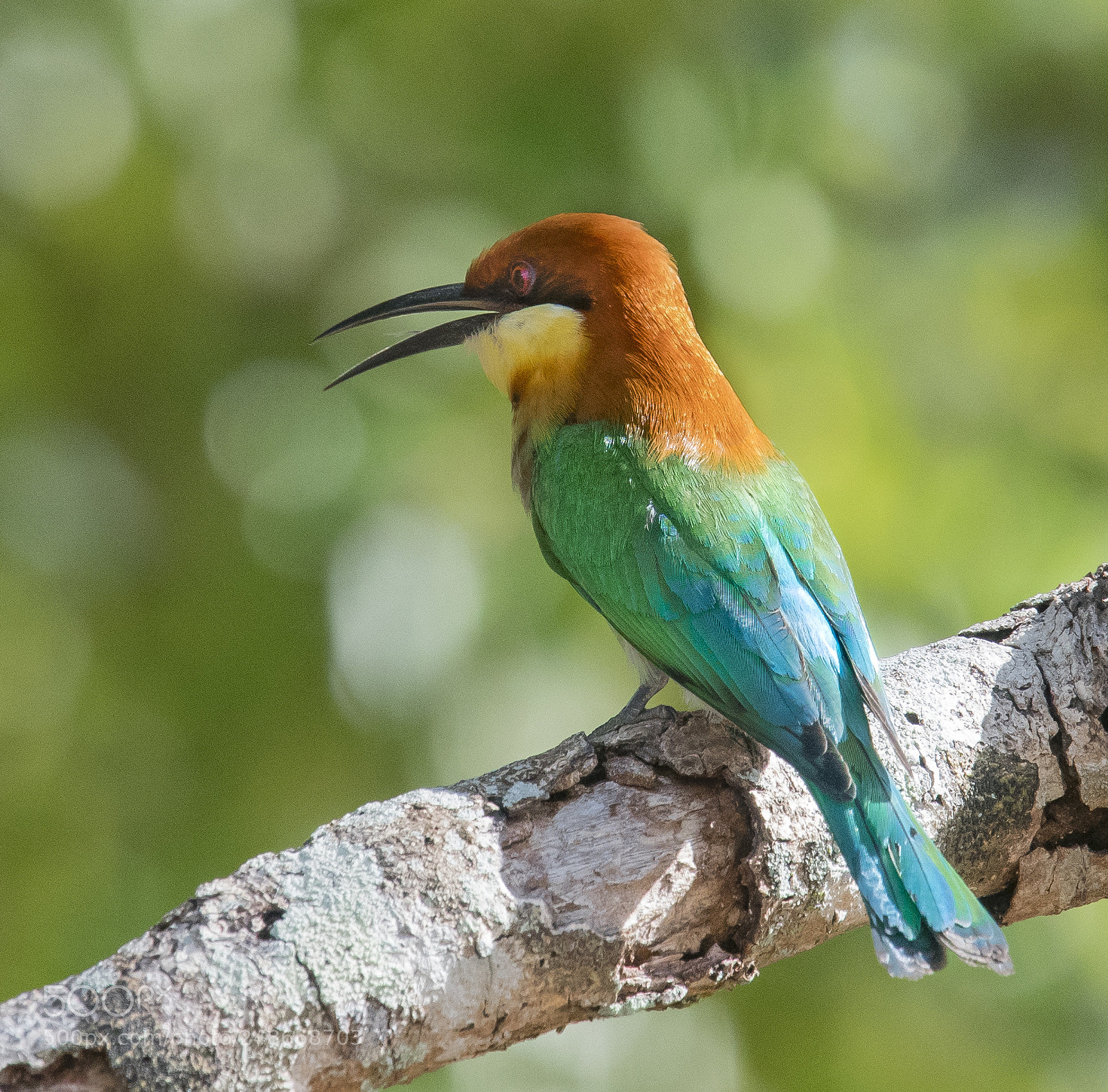 Nikon D500 sample photo. Chestnut headed bee eater photography