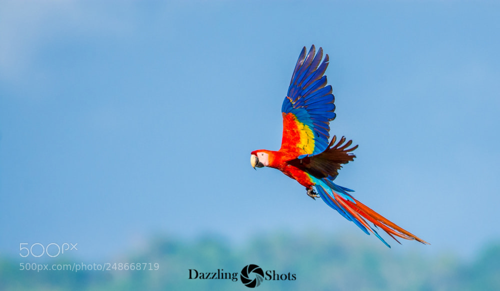 Nikon D7200 sample photo. Scarlet macaw photography