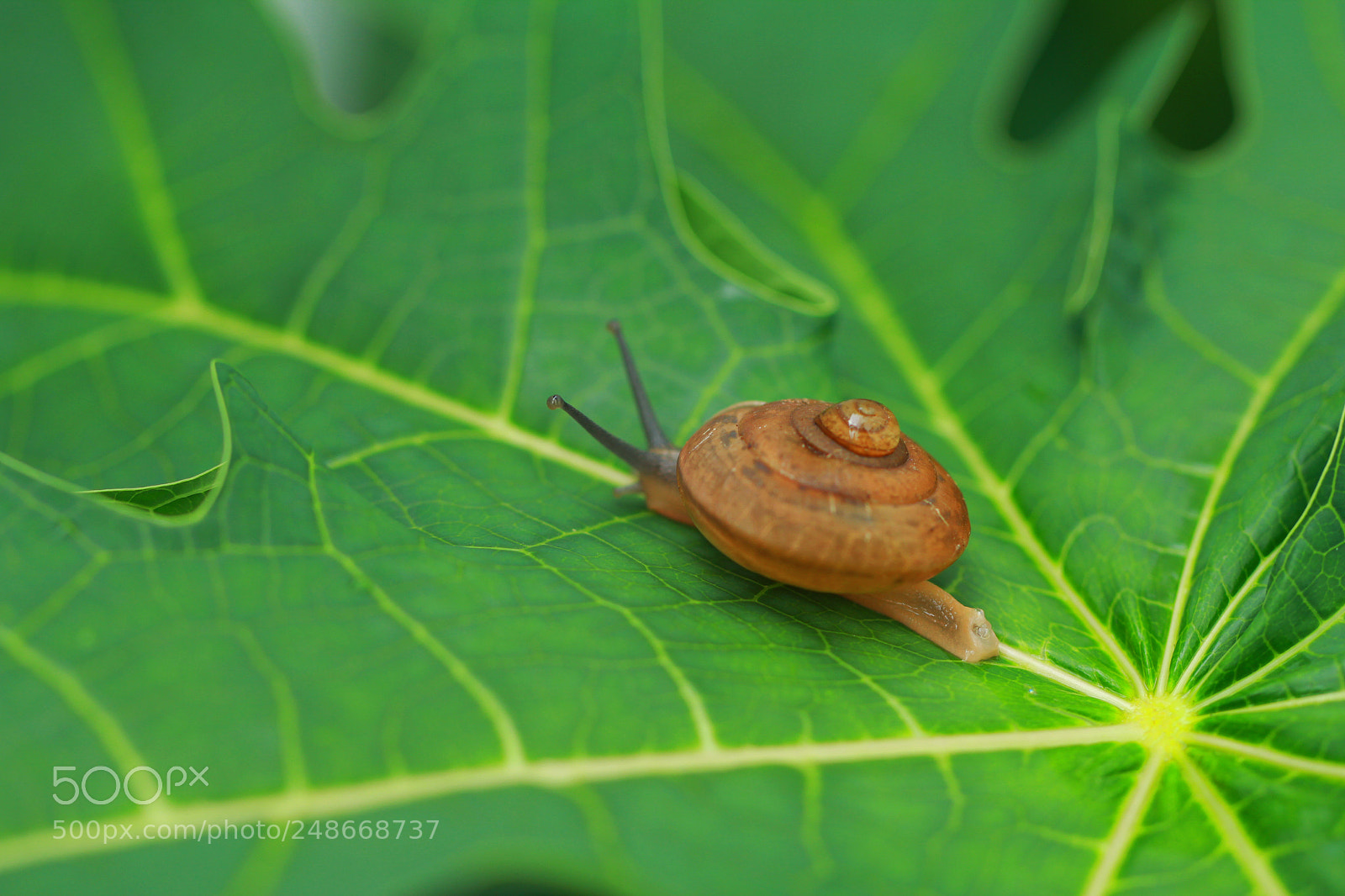 Canon EOS 60D sample photo. Untitled photography