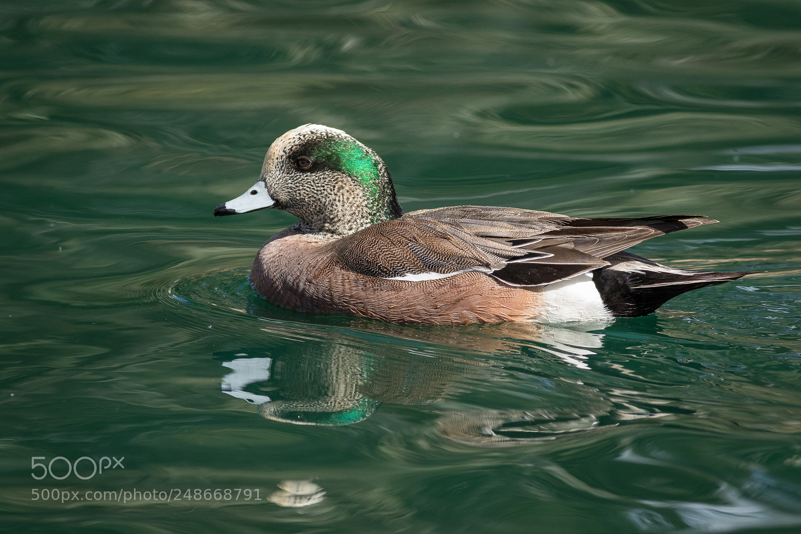 Canon EOS 7D Mark II sample photo. American wigeon photography