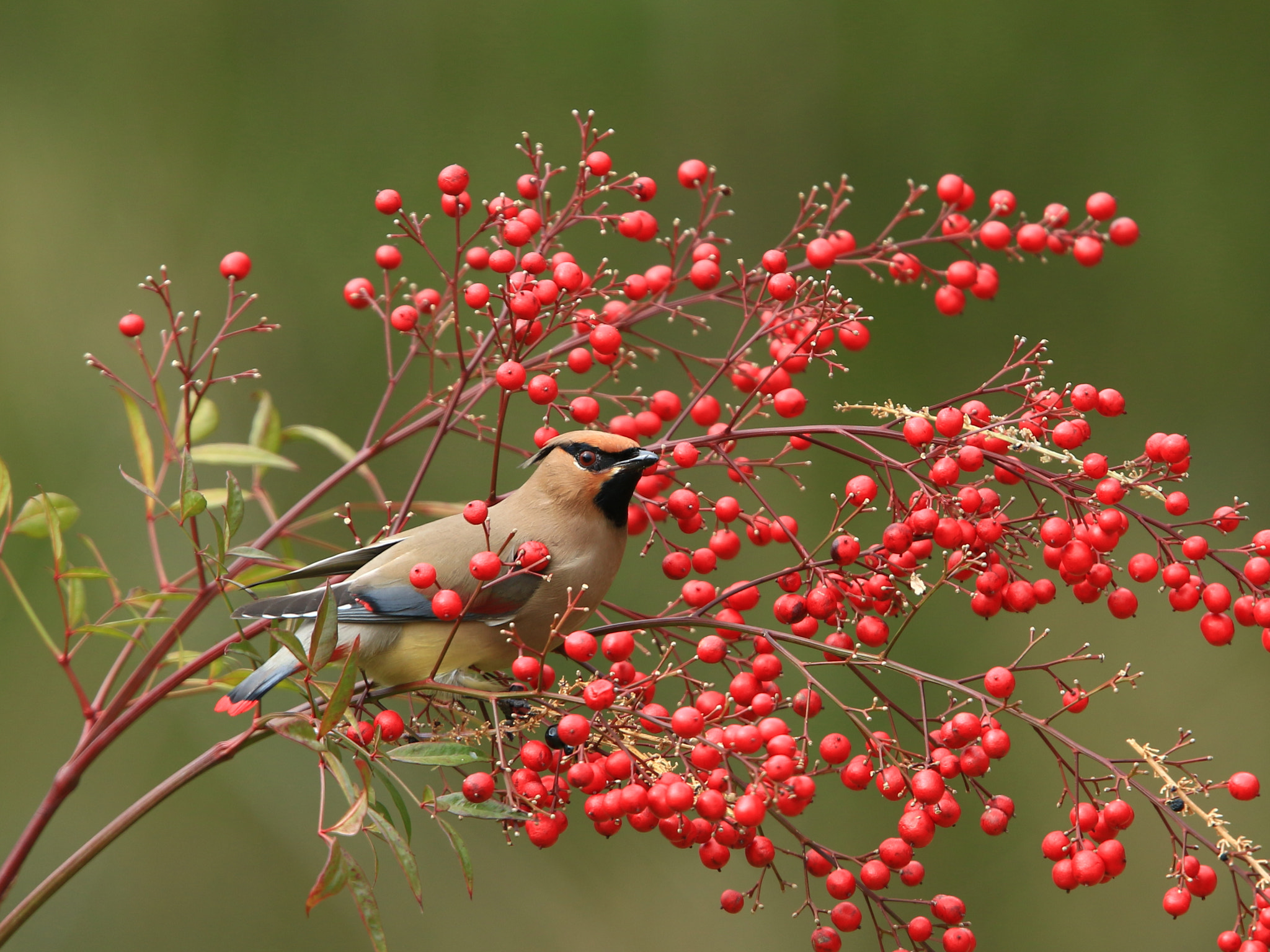 Canon EF 400mm F2.8L IS USM sample photo. Japanese waxwing  ヒレンジャク photography