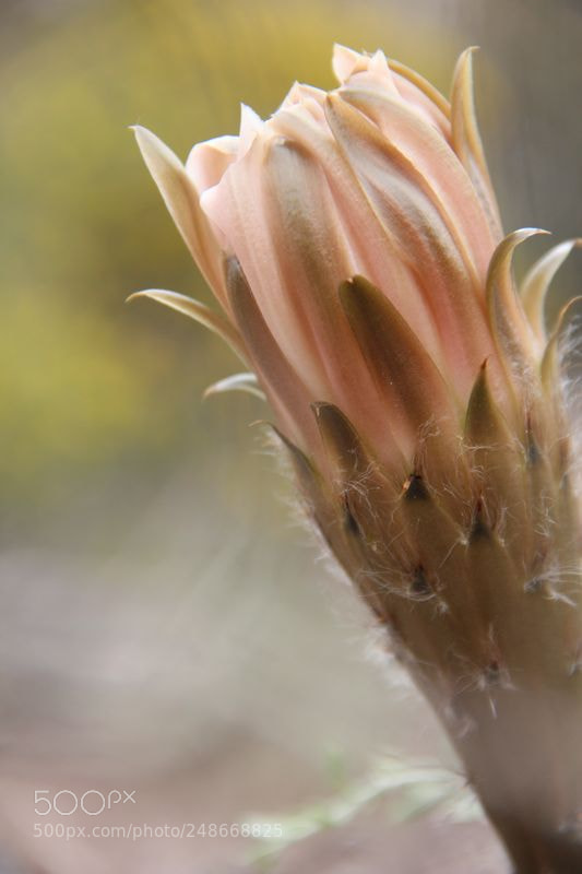Canon EOS 600D (Rebel EOS T3i / EOS Kiss X5) sample photo. Flor de cactus photography