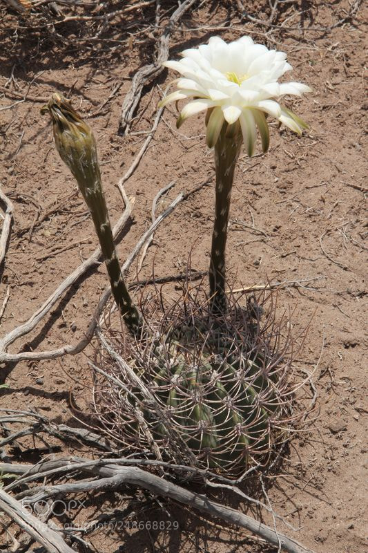 Canon EOS 600D (Rebel EOS T3i / EOS Kiss X5) sample photo. Flor de cactus photography