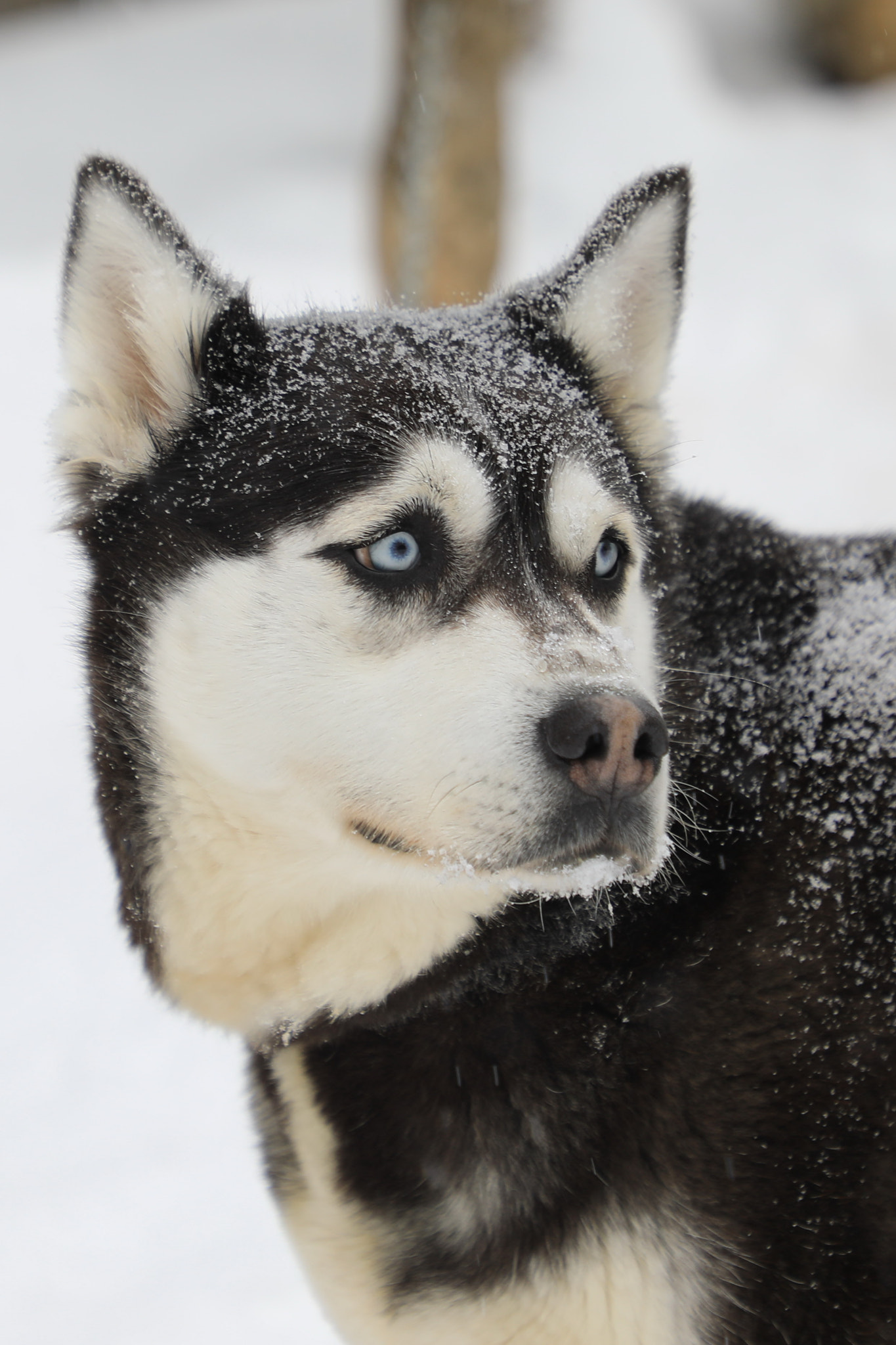 Canon EF 24-105mm F4L IS II USM sample photo. Husky photography