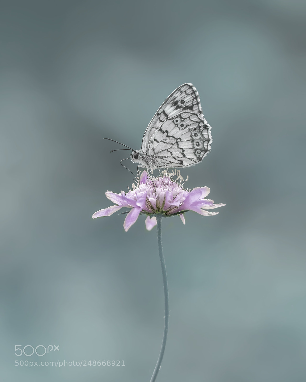 Nikon D810 sample photo. Balkan marbled white photography