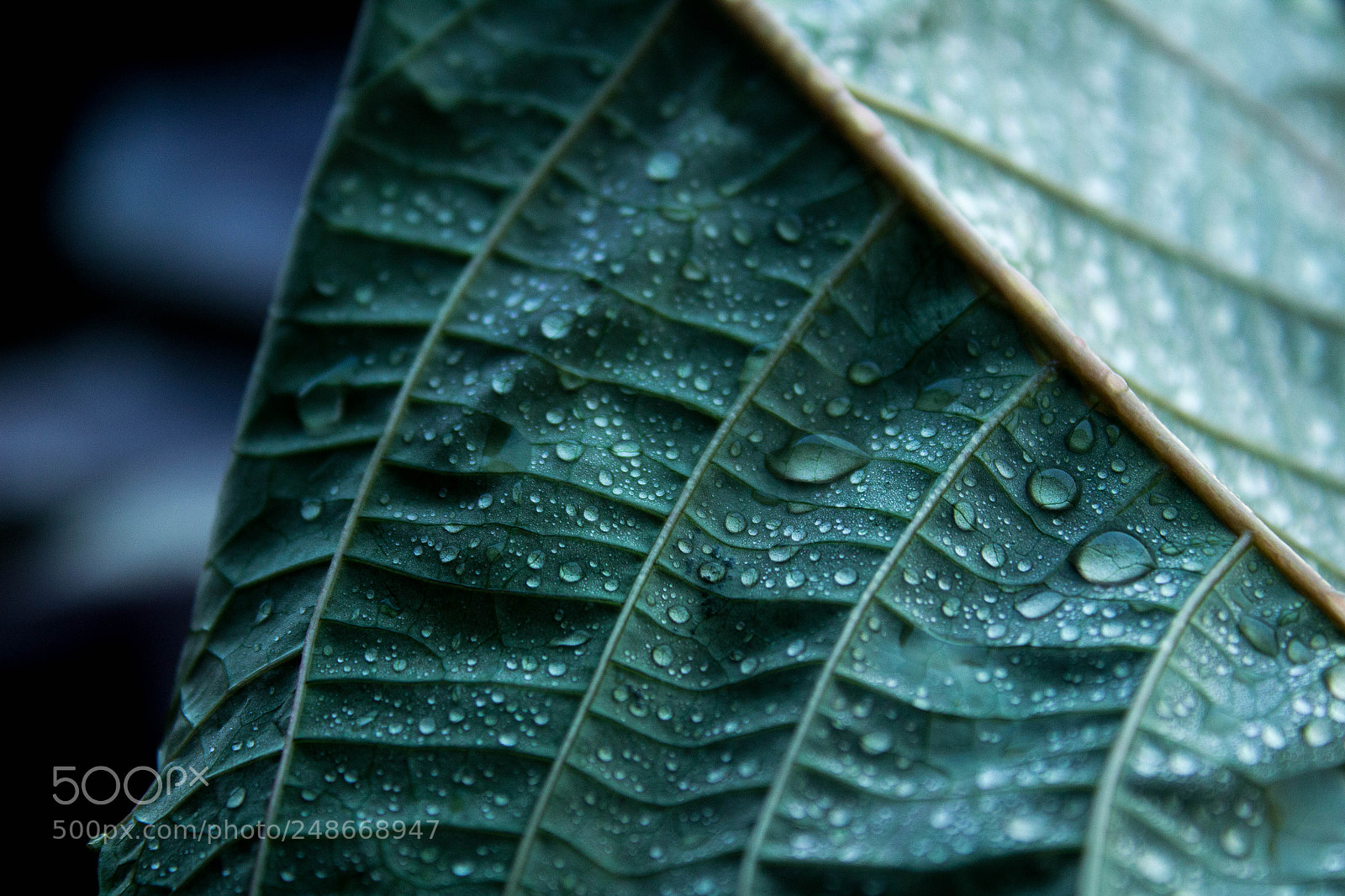 Canon EOS 1200D (EOS Rebel T5 / EOS Kiss X70 / EOS Hi) sample photo. Rainy morning photography