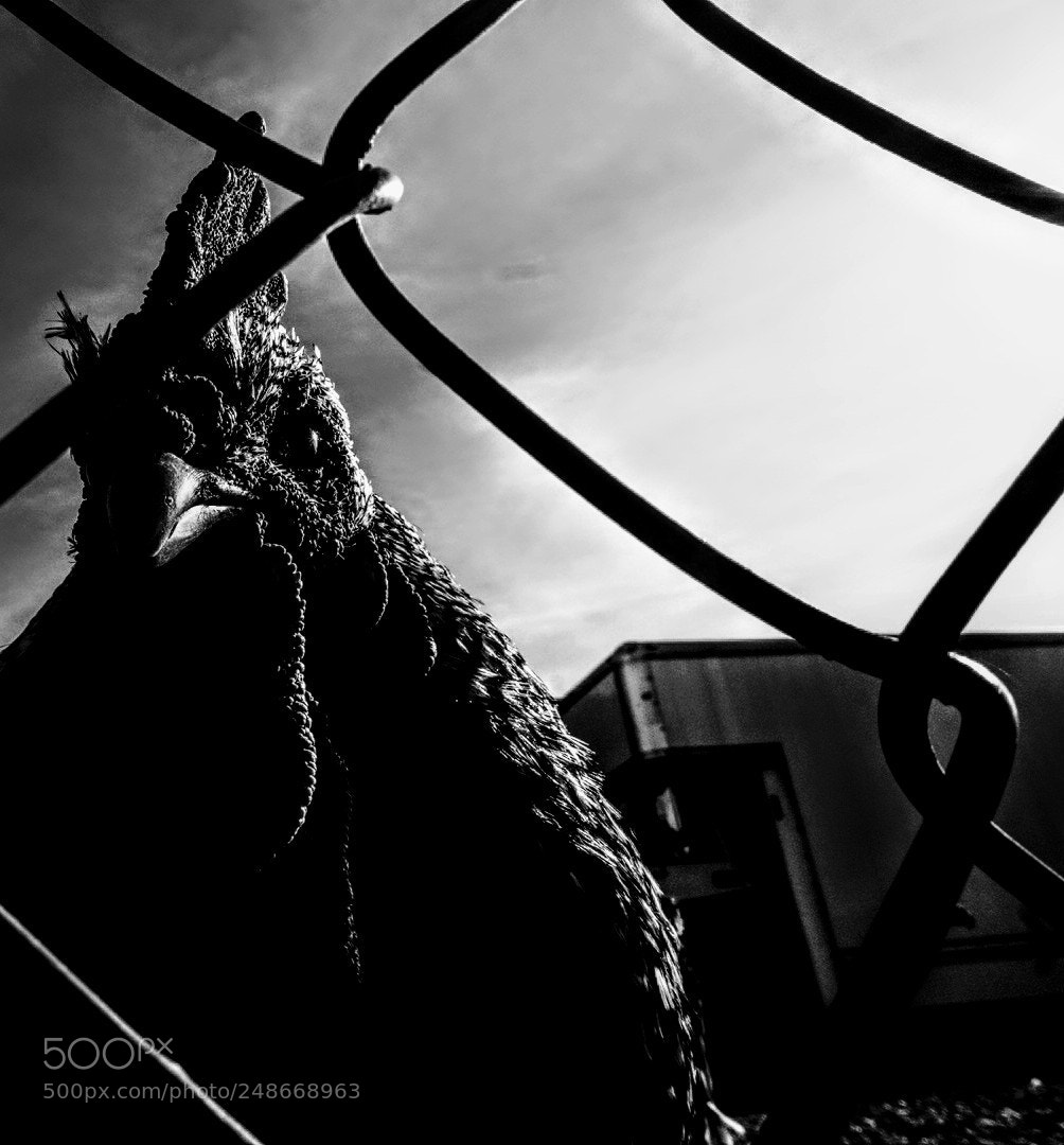 Sony Alpha a5000 (ILCE 5000) sample photo. Untitled photography
