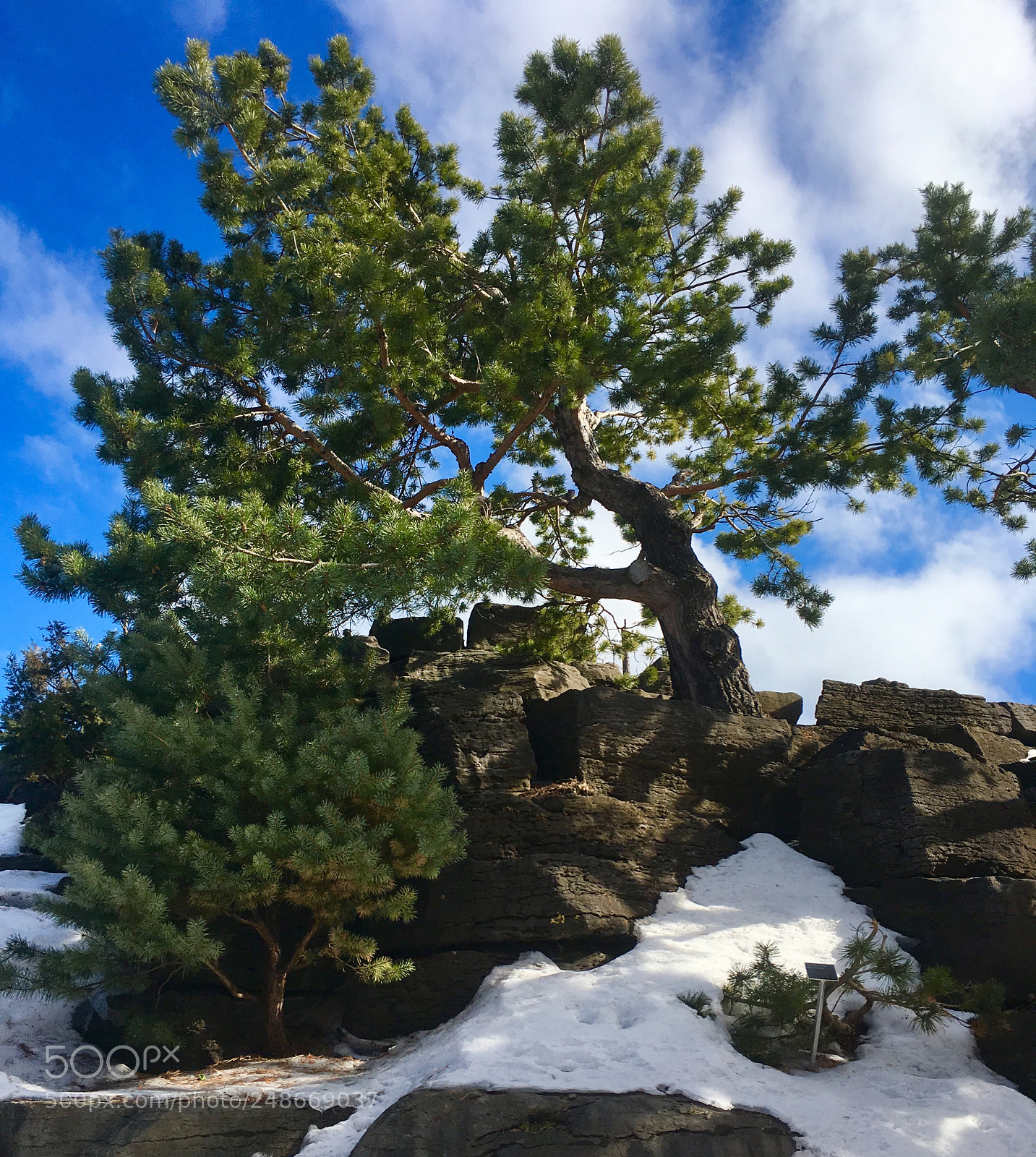 Apple iPhone SE sample photo. A tree... in winter photography