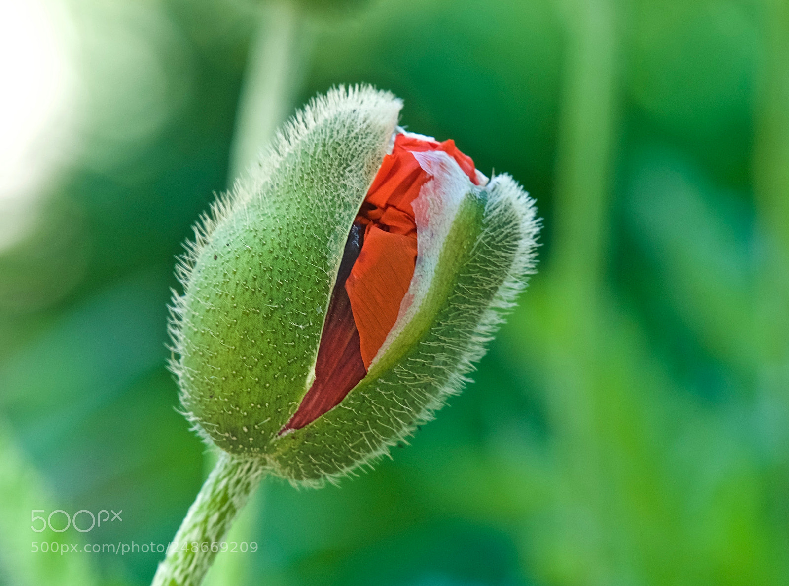 Sony a7 II sample photo. Blooming poppy photography