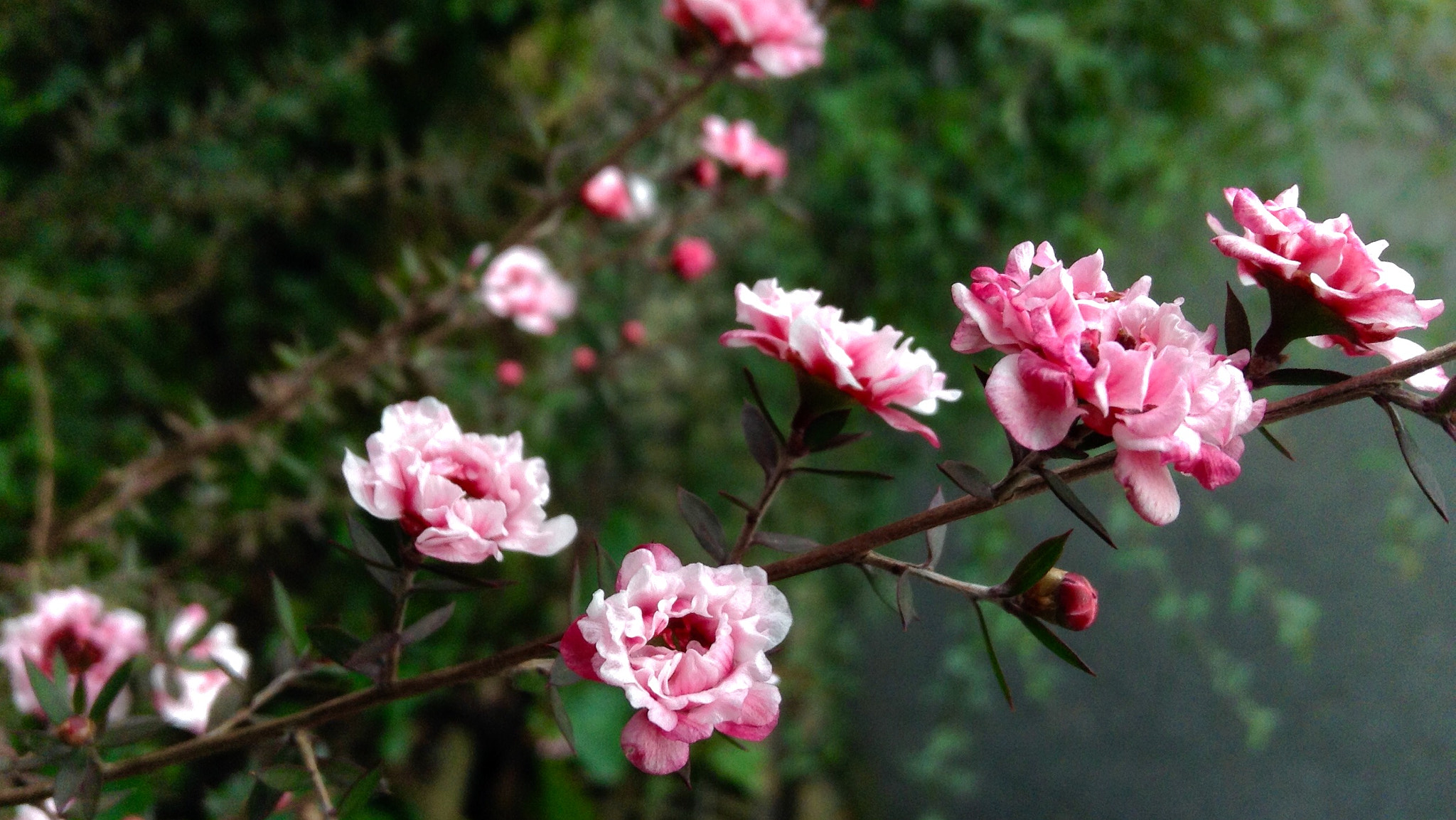 Apple iPad mini sample photo. Manuka tea tree photography