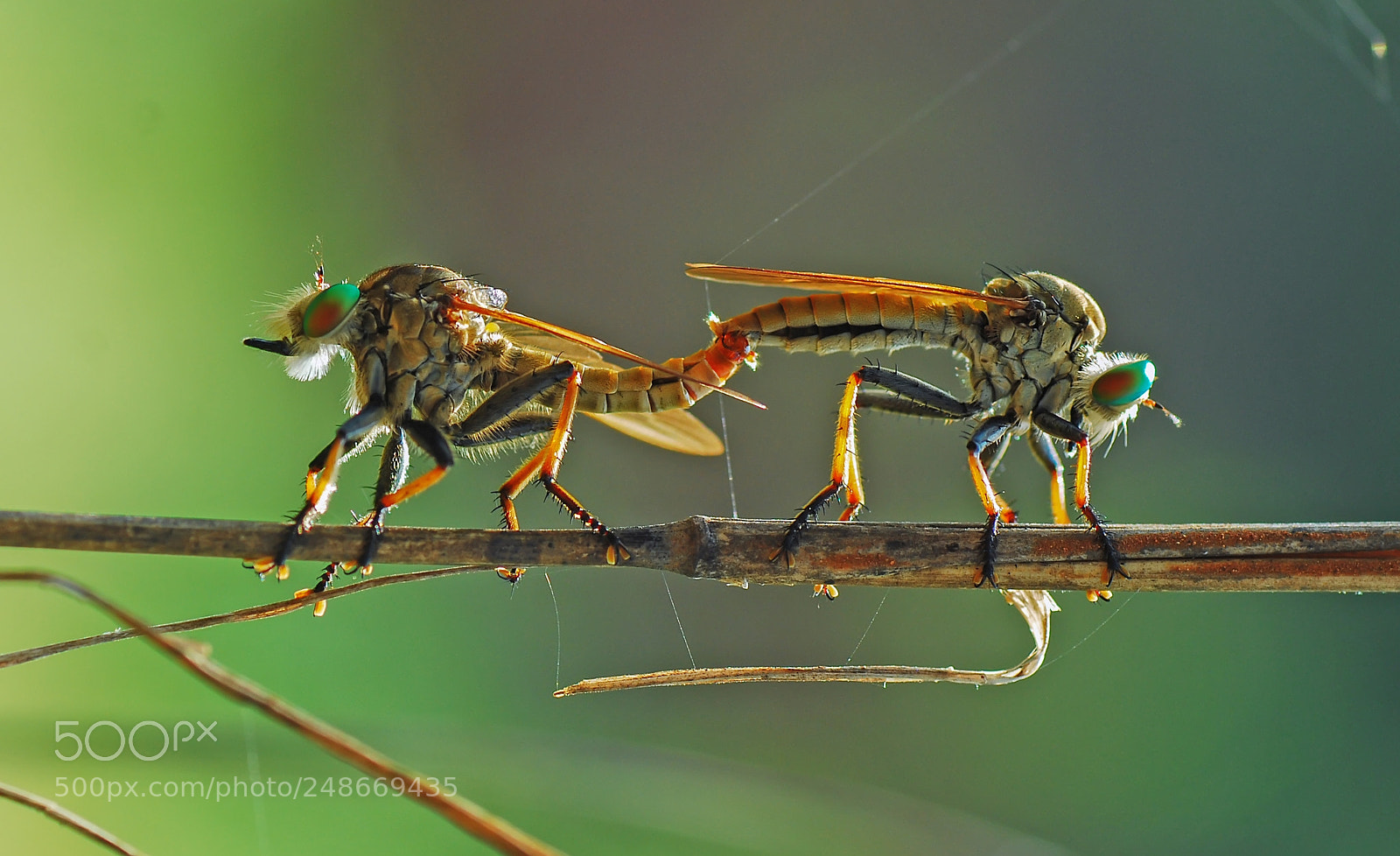 Nikon D60 sample photo. Robberfly mating photography