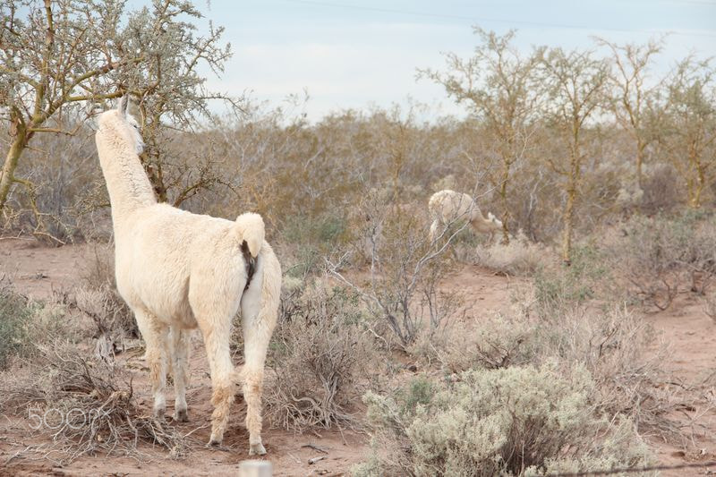 Canon EF-S 18-135mm F3.5-5.6 IS sample photo. Llama photography