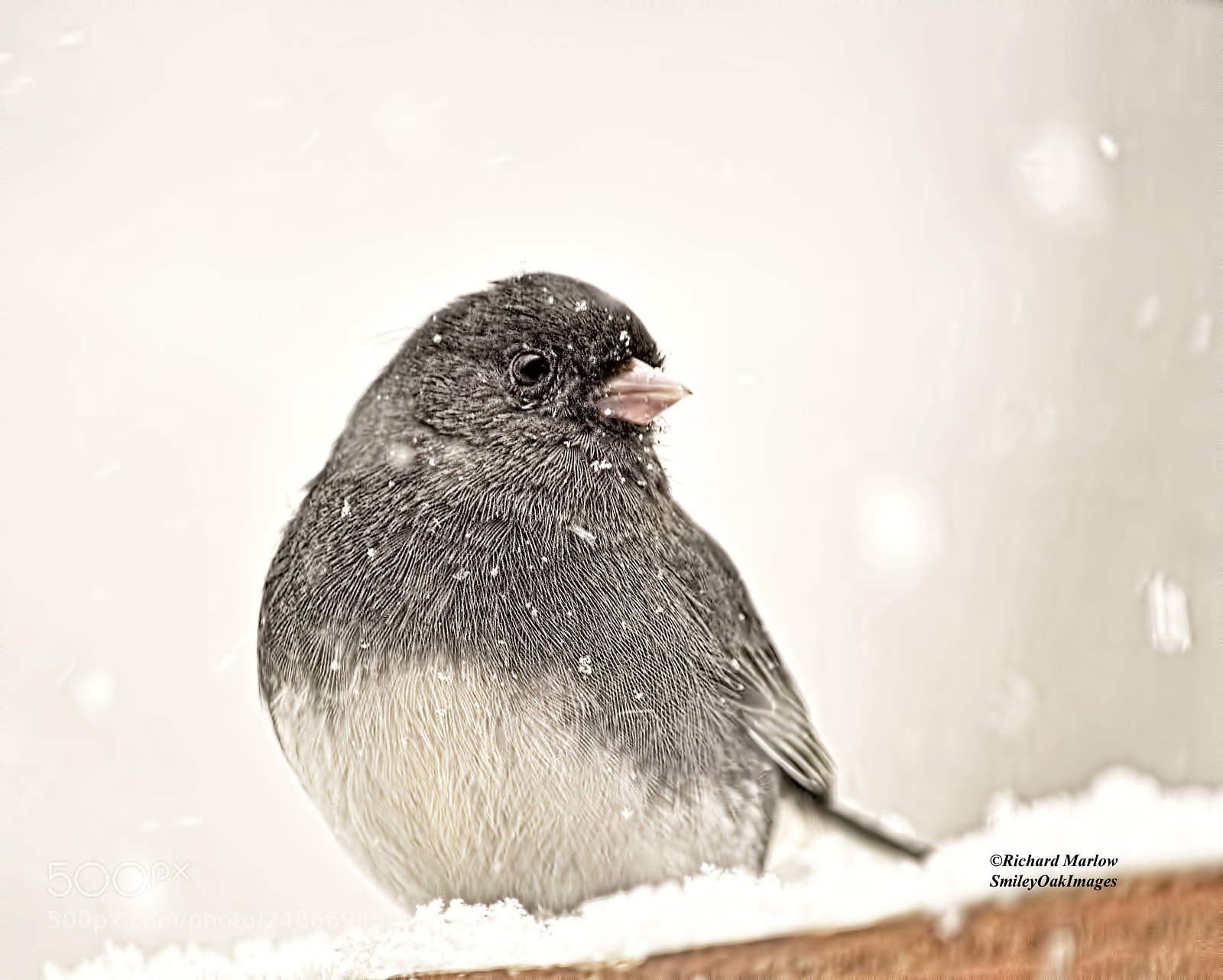 Nikon D5000 sample photo. Junco in the snow photography
