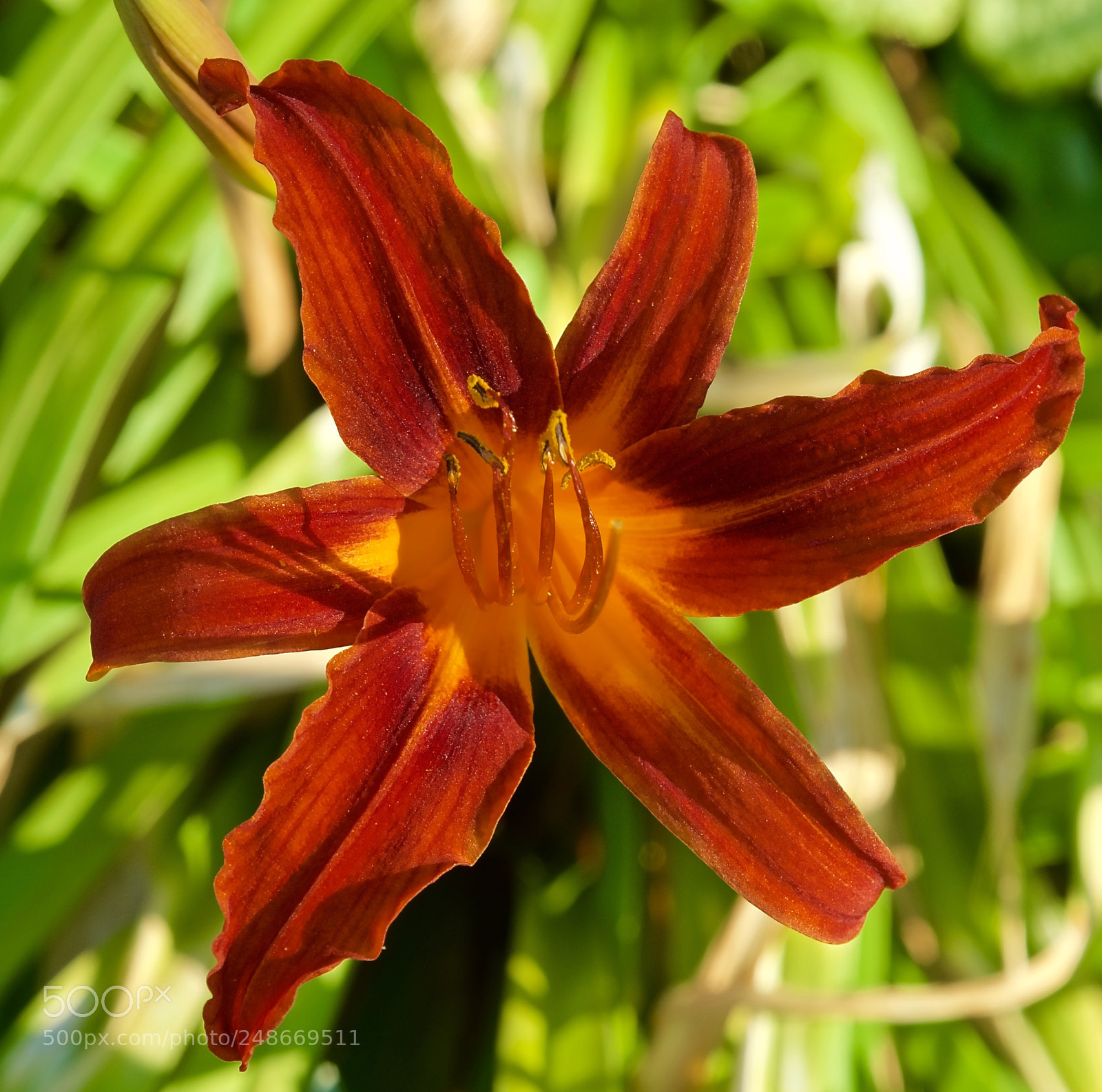 Sony a7 II sample photo. Deep red day lilly photography