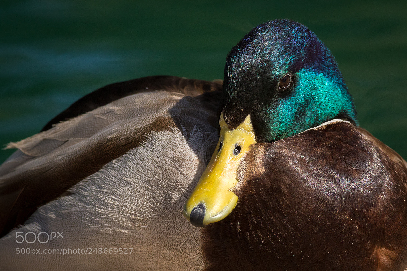 Canon EOS 7D Mark II sample photo. Mallard photography