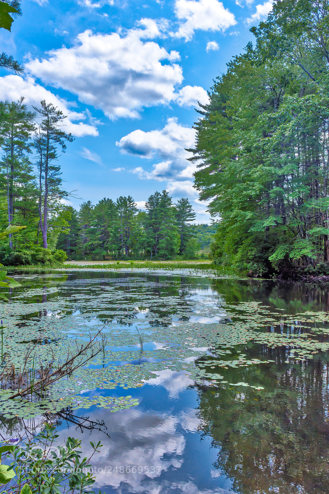 Nikon D7200 sample photo. Green photography