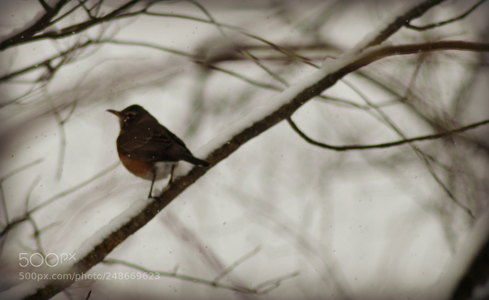 Nikon D3200 sample photo. Spring is coming! photography