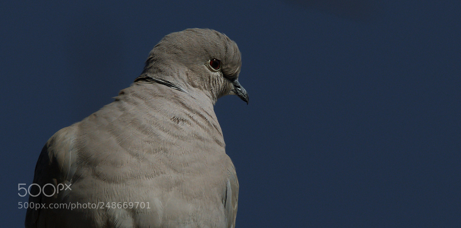 Canon EOS 200D (EOS Rebel SL2 / EOS Kiss X9) sample photo. The dove photography