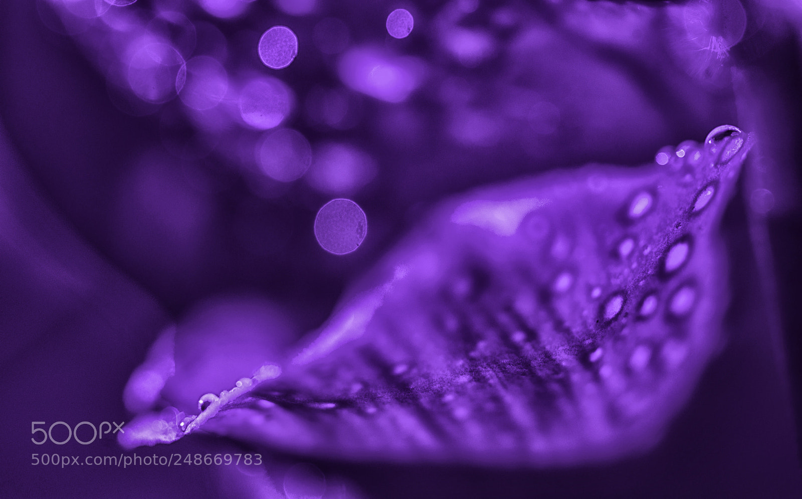 Nikon D800E sample photo. Purple cup photography