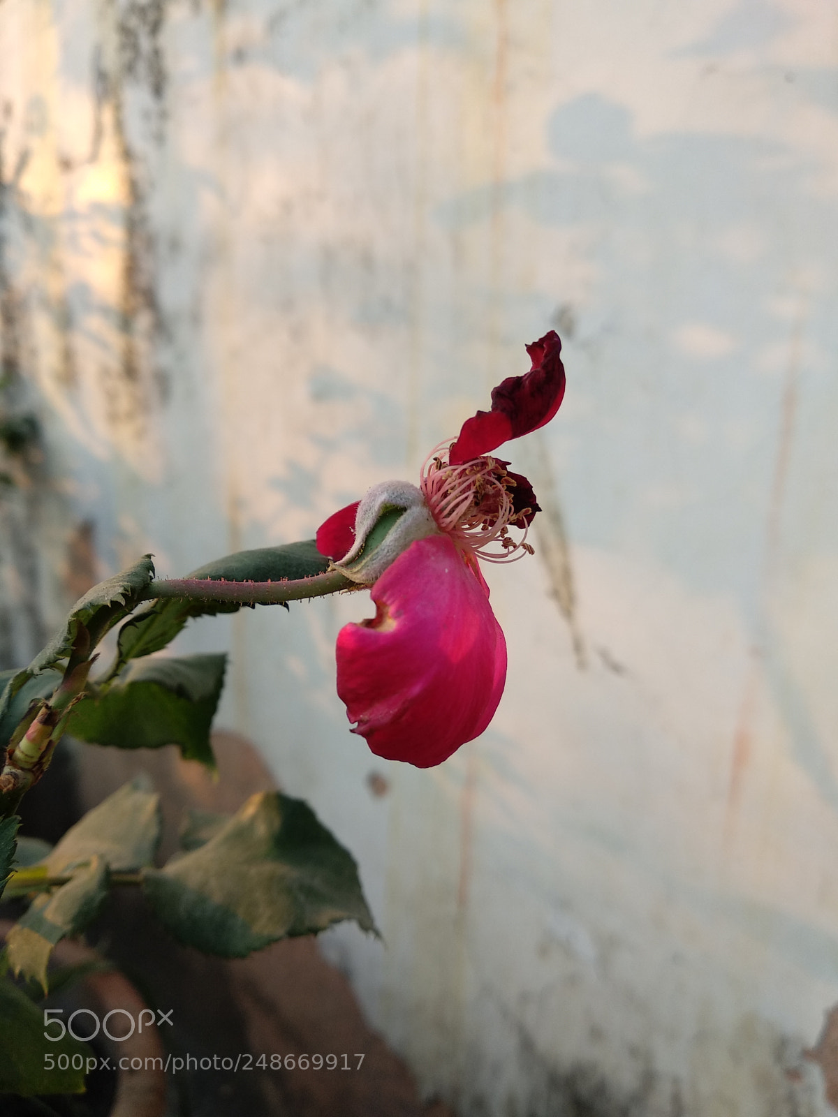 Xiaomi Mi A1 sample photo. Untitled photography