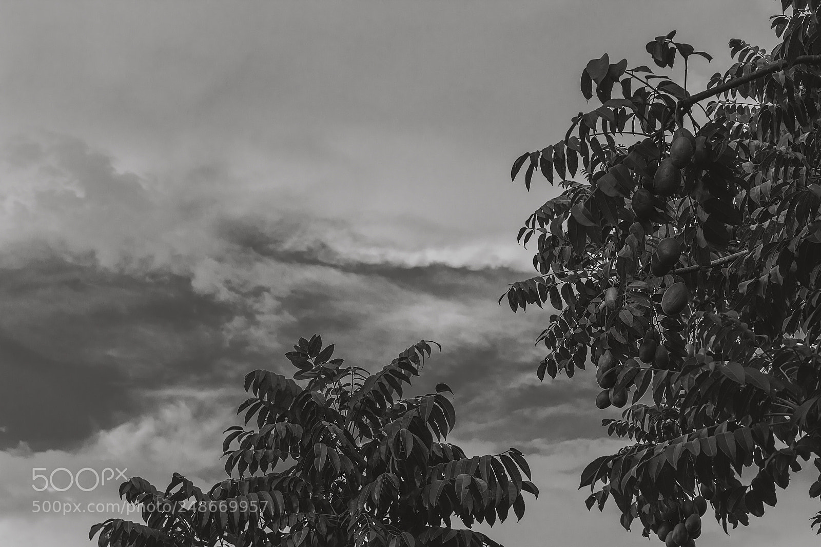 Canon EOS 700D (EOS Rebel T5i / EOS Kiss X7i) sample photo. Leaves, fruits and sky photography