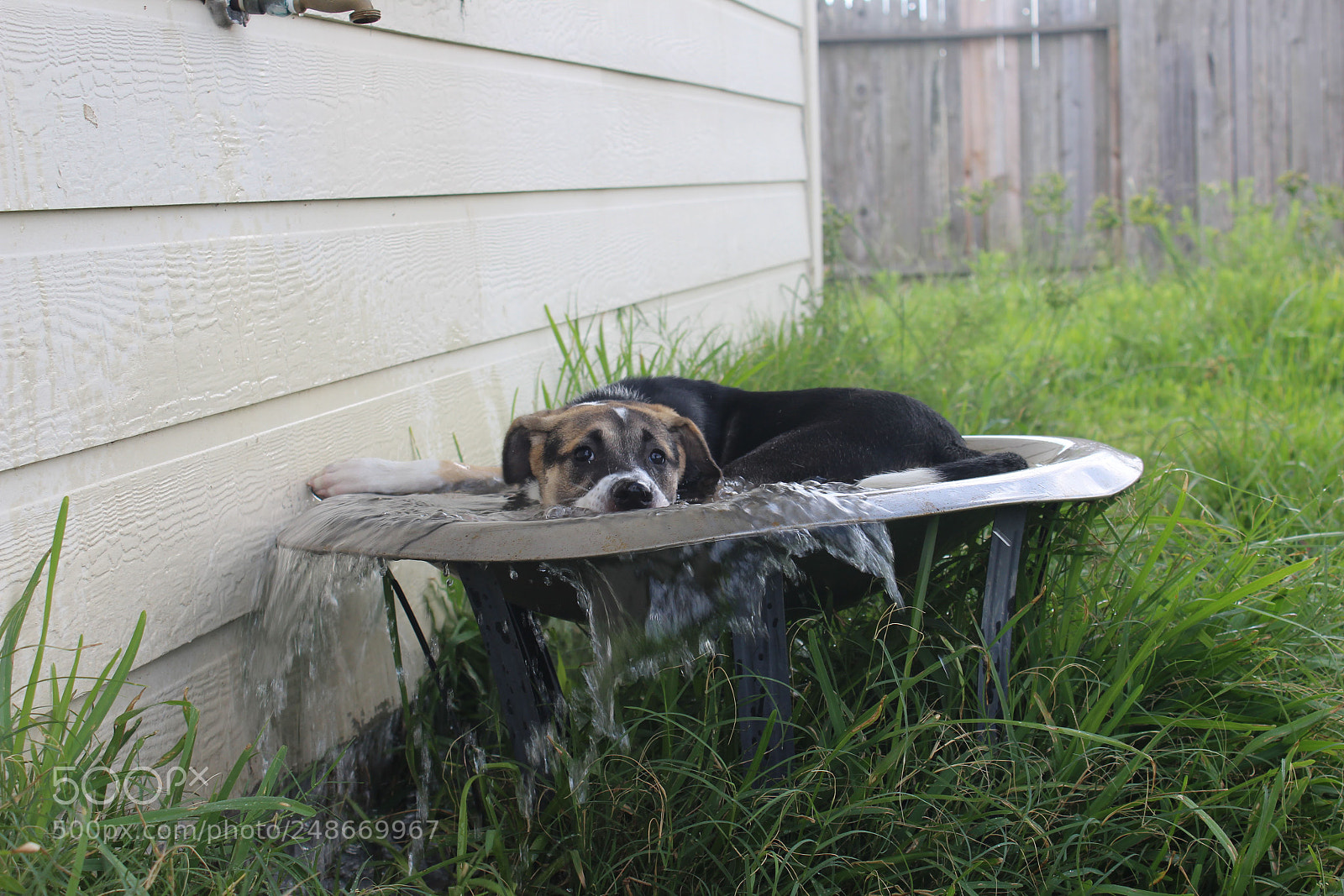 Canon EOS 1200D (EOS Rebel T5 / EOS Kiss X70 / EOS Hi) sample photo. Gypsy in a water-filled photography
