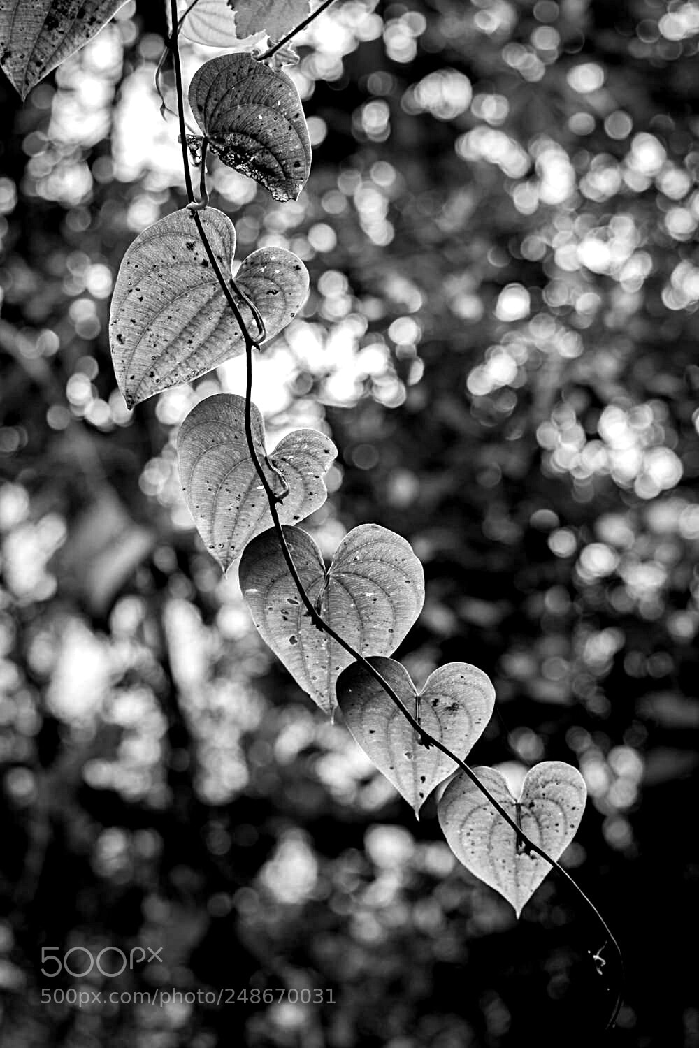 Nikon D5300 sample photo. ????? photography
