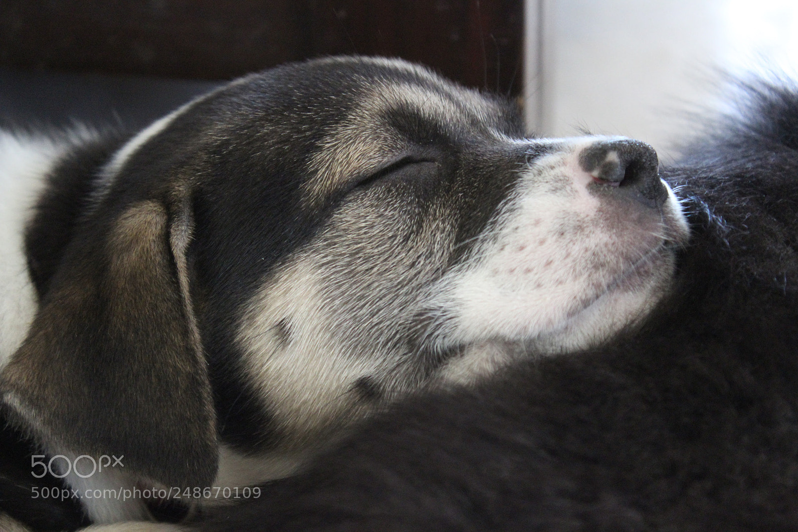 Canon EOS 1200D (EOS Rebel T5 / EOS Kiss X70 / EOS Hi) sample photo. Sleeping gypsy at 6 photography