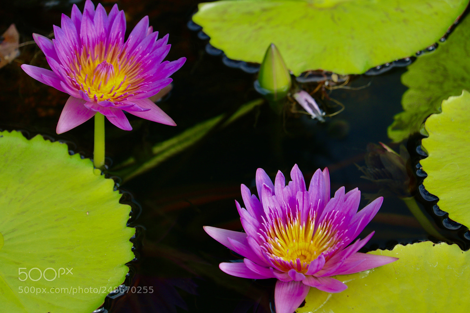 Canon EOS 80D sample photo. Untitled photography